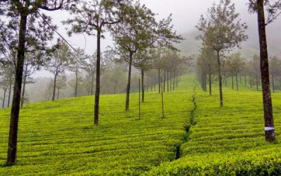 One Day Madurai Sightseeing Trip by Cab